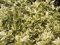 Euonymus fortunei Silver Queen Trzmielina Fortunea